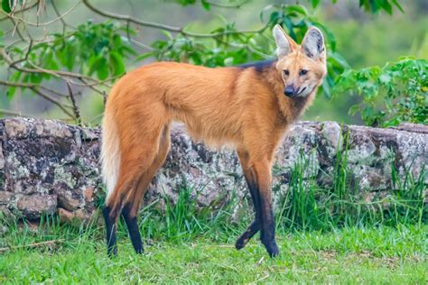Maned Wolf Is A Strange Cross Between A Fox And A Deer And Youve