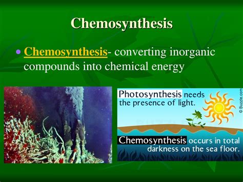 Ppt Understanding Photosynthesis Energy Sources And Cellular