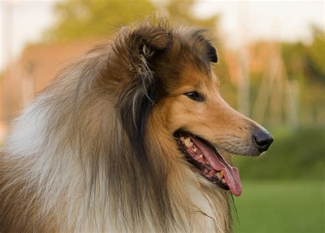 Dog Rough Collie Portrait Free Stock Photo Public Domain Pictures