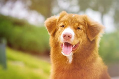 Nova Scotia Duck Tolling Retriever (All Dog Facts Pictures), 46% OFF