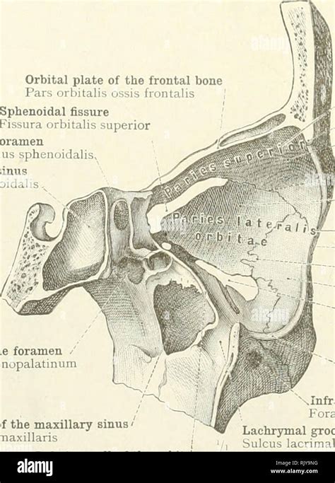 An Atlas Of Human Anatomy For Students And Physicians Anatomy