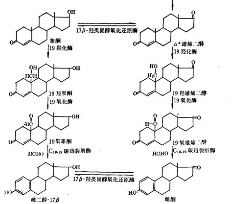 雌性激素 中国医学百科 医学