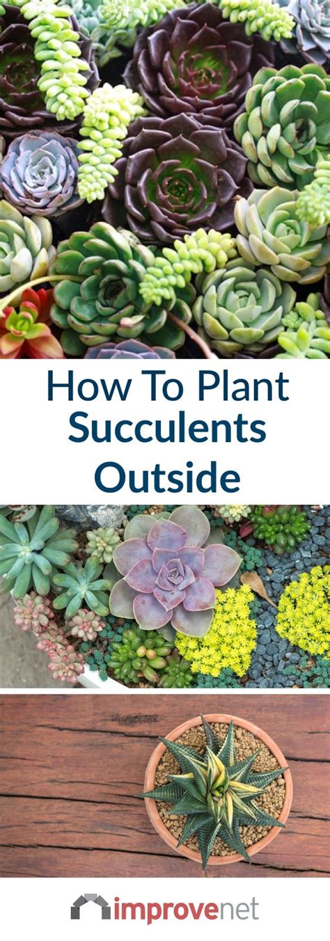 How To Plant Succulents Outside Succulent Garden Outdoor Succulent Landscaping Succulents