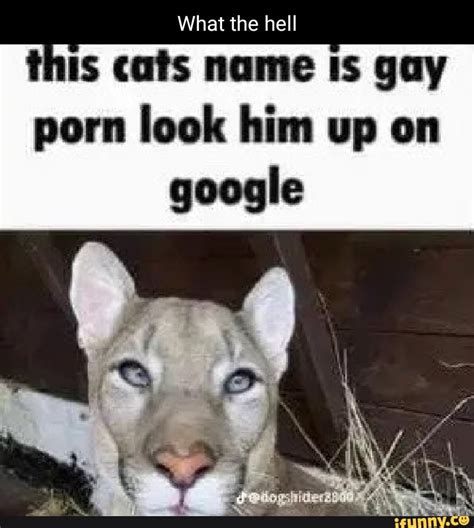 What The Hell Is Cats Name Is Gay Porn Look Him Up On Google IFunny