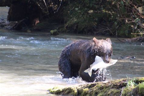 Fly Drive West Canada Sundowner Wildlife Holidays