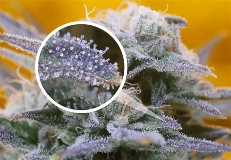 What Are Trichomes And Why Do They Result In High Quality Cannabis Greenplanet Nutrients Usa