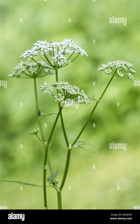 Side View Of Ground Elder Aegopodium Podagraria Flowering At The