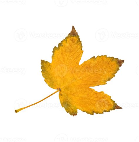 Yellow Maple Leaf Png