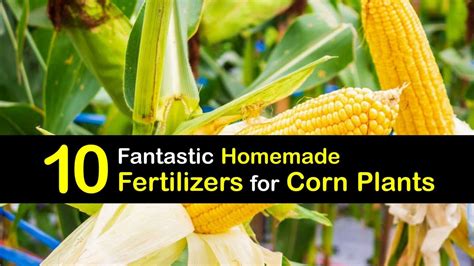 Organic Corn Fertilizer How To Feed Your Corn Plants