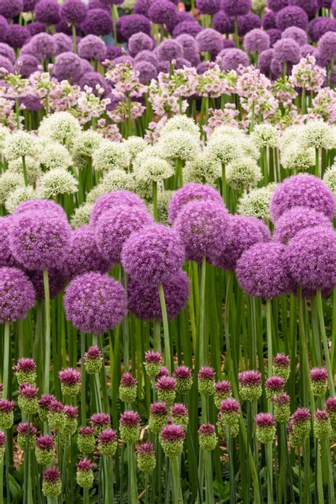 How To Plant Allium Bulbs This Fall For Gorgeous Spring Color!