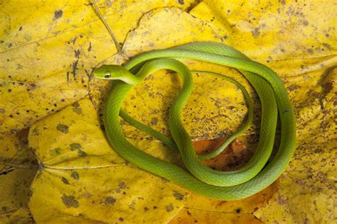 Are Green Garden Snakes Dangerous Fasci Garden