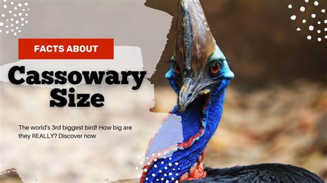 The Surprising Cassowary Size: Taller Than You Think! 2024