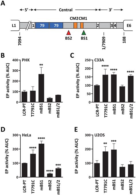 Effect of T7791C and of mutation of C EBPβ BS1 and BS2 on the