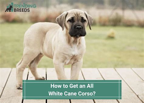 How To Get An All White Cane Corso Template Trending Breeds