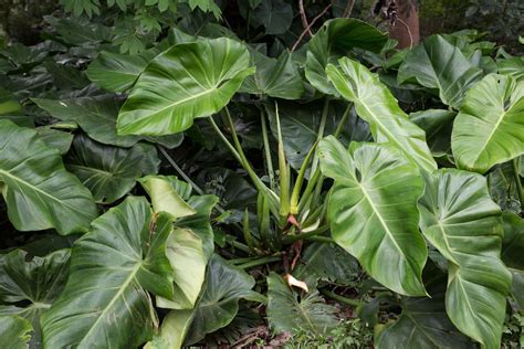 How To Remove Elephant Ear Plants From Your Landscaping?