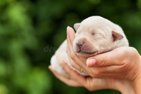 Cane Di Cucciolo Appena Nato Immagine Stock Immagine Di Neonato