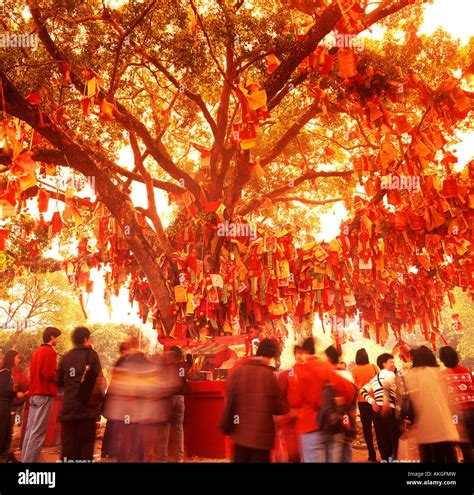 Chinese new year wishing tree hi-res stock photography and images - Alamy