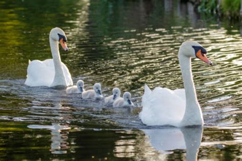 Discover the 8 Beautiful Types of Swans: An In-Depth Guide