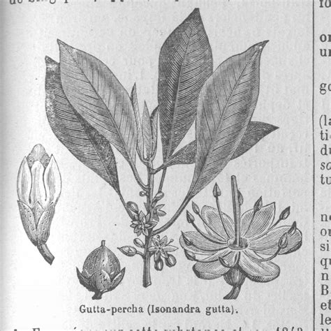 Gutta-Percha Tree – Old Book Illustrations