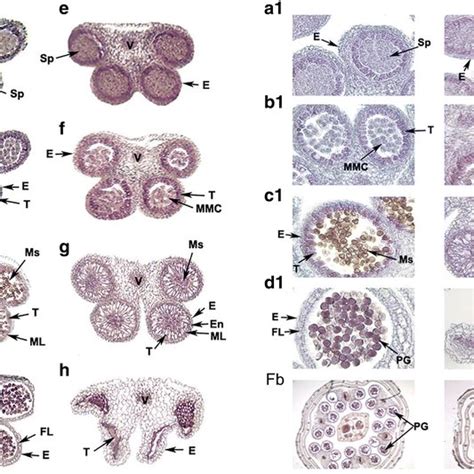 Transverse Sections Of Fertile Anthers Ad And Sterile Anthers Eh