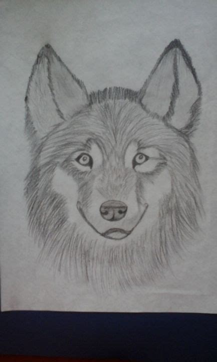 Imagini Cu Lupi Desenati In Creion