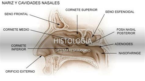 Nariz Y Cavidades Nasales Evelyn Guzman Udocz