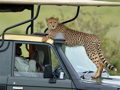 Tage Tansania Kenia Wildlife Safari Im X Jeep Getyourguide