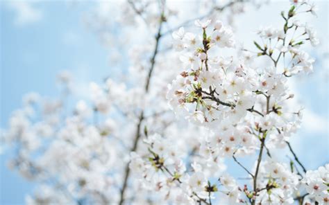 In Puglia la natura è in tilt ciliegi già in fiore e le prime fave