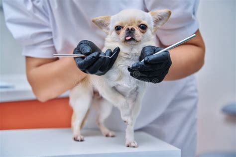 Qu Pasa Si Tu Perro Tiene Una Mancha Negra En La Lengua