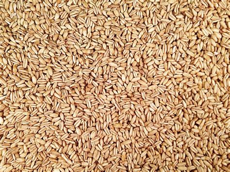 Organic Toasted Oat Groats | Grain Place Foods