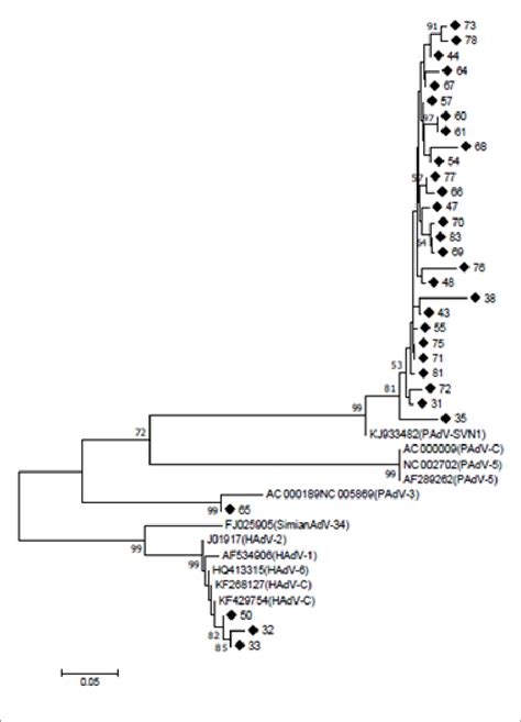 Phylogenetic Reconstruction By The Neighbor Joining Method Based On