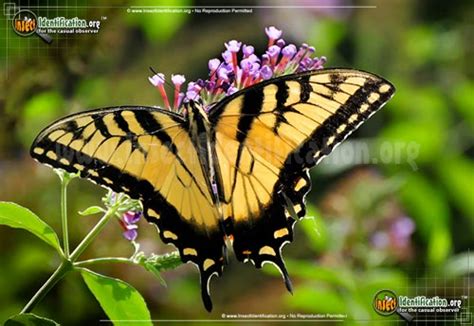 Eastern Tiger Swallowtail