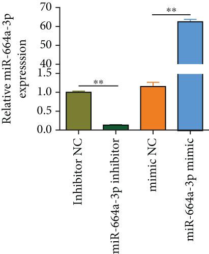 Mir A P Inhibits Osteogenic Differentiation And Calcification Of