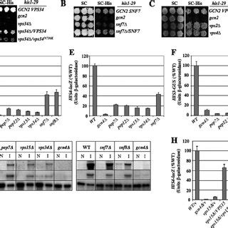 Summary Of The Functions Of Vps Factors In Vesicular Trafficking And