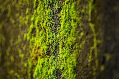 Premium Photo Green Mossy Concrete Wall Close Up Selective Focus