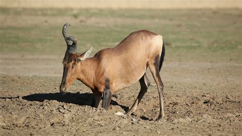 Red Hartebeest Antelope (alcelaphus Buselaphus) Stock Footage Video (100% Royalty-free) 1960678 ...