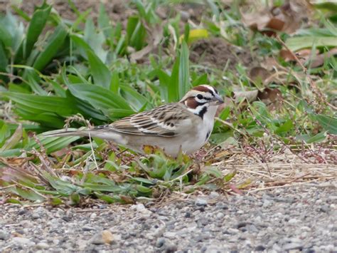 Lark Sparrow Peterschneekloth Flickr