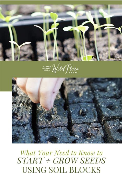 How To Start Seeds Using Soil Blocks Artofit