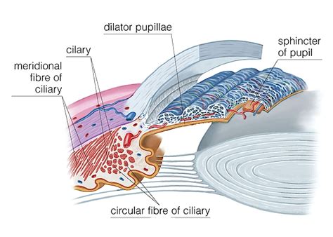 Ciliary Musculature Of Eye Greeting Card By Asklepios Medical Atlas