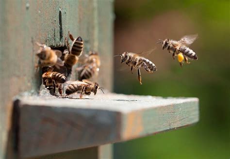 Das müssen Sie zum Weltbienentag 2022 wissen