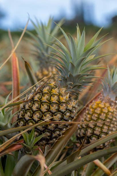 90+ Pineapple Plantation Maui Hawaii Stock Photos, Pictures & Royalty ...