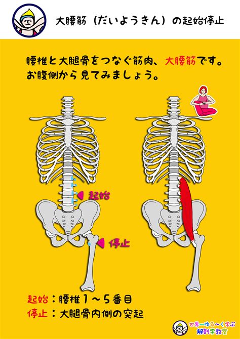 Anatomy Yogaリアル解剖学教室 大腰筋（だいようきん）の起始停止 Anatomy Yogaリアル解剖学教室