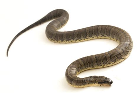 Fischbandwurm Bilder Durchsuchen 77 Archivfotos Vektorgrafiken Und