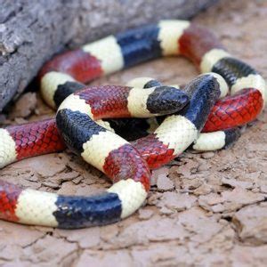 Micruroides Euryxanthus - Arizona Coral Snake - USA Snakes