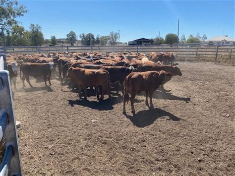 100 Hereford X Brahman Heifers Listing Cattlesales