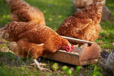 How To Stop Chickens Destroying Grass 4 Effective Tips Chicken And Chicks Info