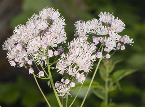 Thalictrum Species And Varieties Photos Accommodation In The Garden