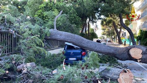 Altri Crolli A Senigallia Serve Pi Attenzione Verso Gli Alberi Fragili