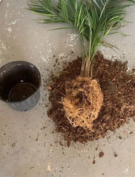 Majesty Palm Root Rot Signs Causes And Solutions Garden For Indoor