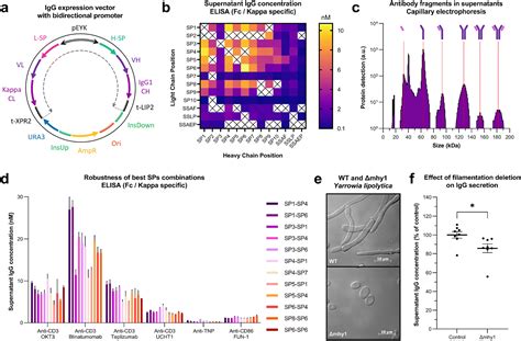 Efficient Full Length Igg Secretion And Sorting From Single Yeast Clones In Droplet Picoreactors